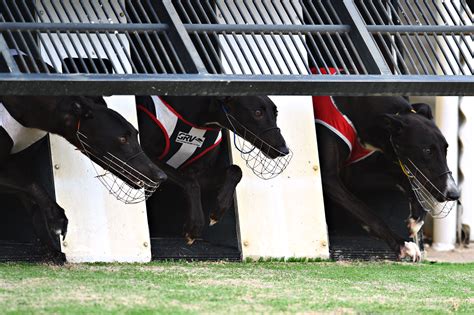 sporting life greyhound results